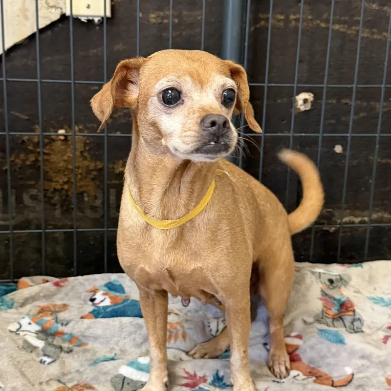 An adult small-sized female Mixed Breed dog named Mema for adoption in Columbia, SC