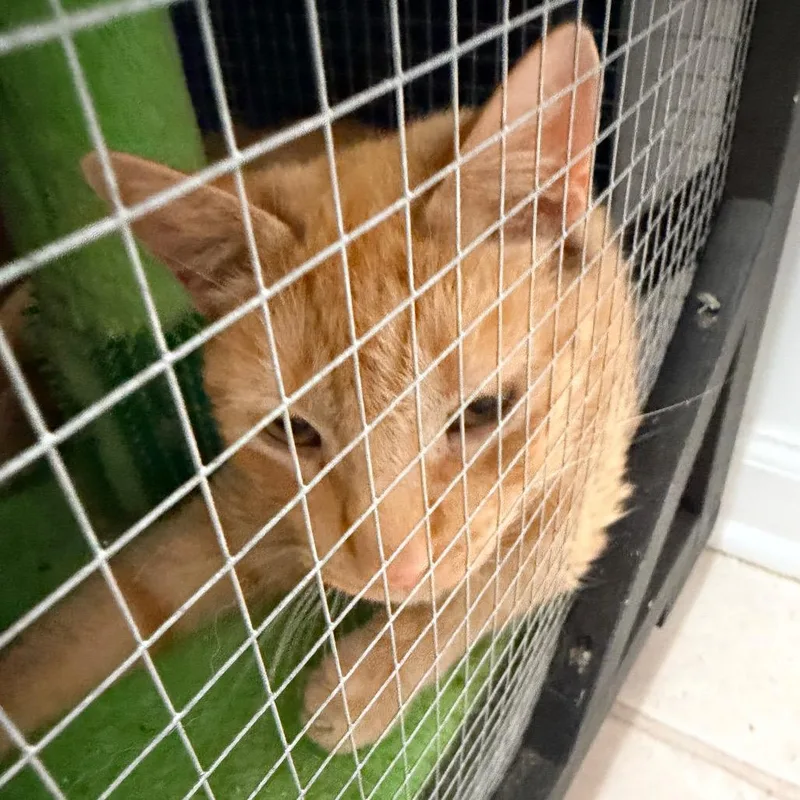 An adult small-sized male Orange / Red Domestic Short Hair cat named Triton for adoption in Nokesville, VA