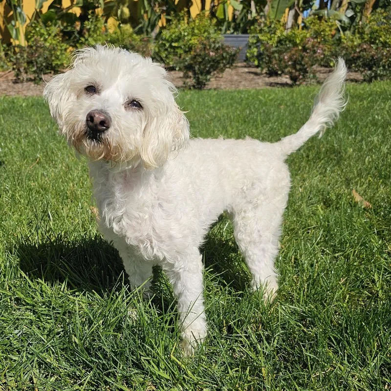 An adult small-sized female White / Cream Poodle dog named Snowflake for adoption in Apple Valley, CA