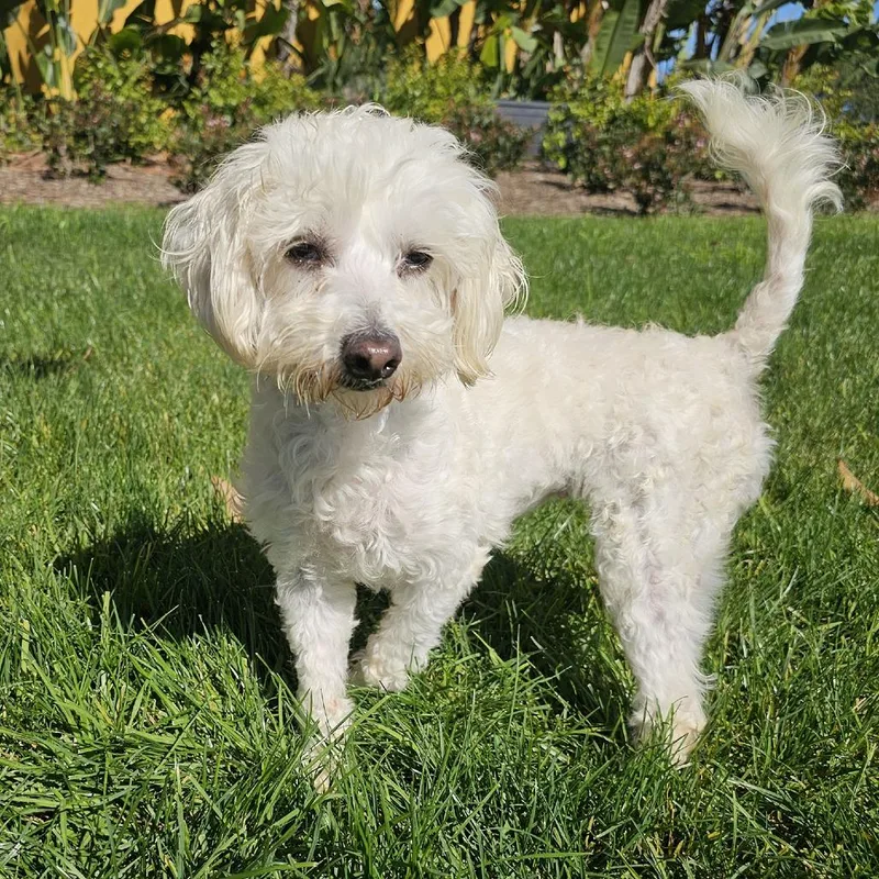 Snowflake thumbnail 3