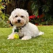 Snowflake thumbnail 4