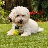 Snowflake thumbnail 6