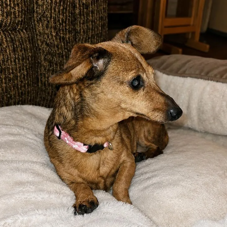 A senior small-sized female Brown / Chocolate Dachshund dog named Coco for adoption in Wichita, KS