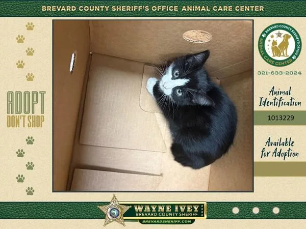 A baby small-sized female Domestic Short Hair cat named Stray for adoption in Melbourne, FL