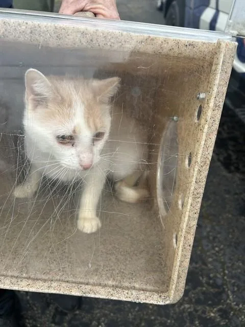A young small-sized male Domestic Short Hair cat named Herbie for adoption in Louisville, KY
