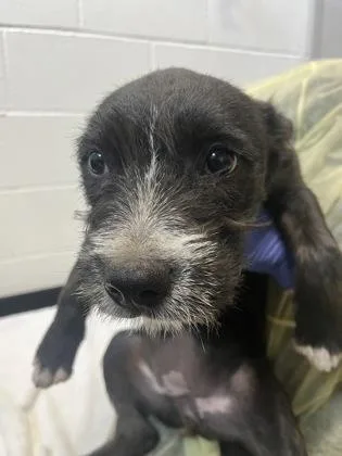A baby small-sized female Terrier dog named Nutella for adoption in Sacramento, CA