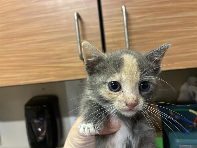 A baby small-sized female Domestic Medium Hair cat named Princess Peanut for adoption in Modesto, CA