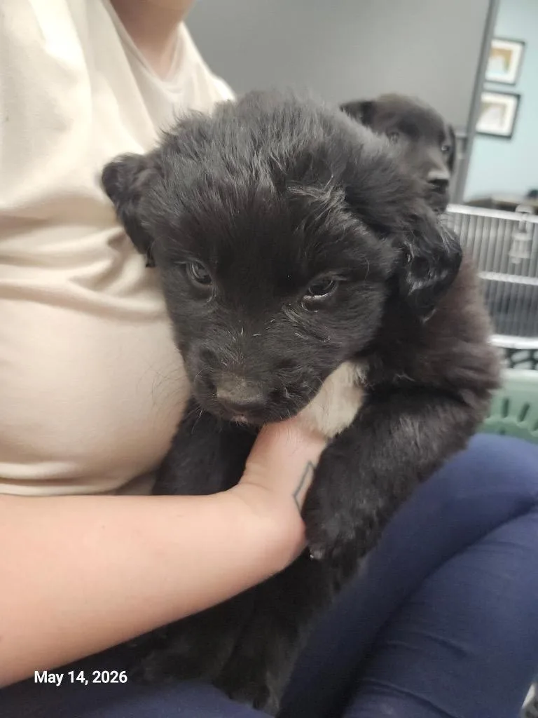 A baby large-sized male Mixed Breed dog named Dakota for adoption in Sapulpa, OK