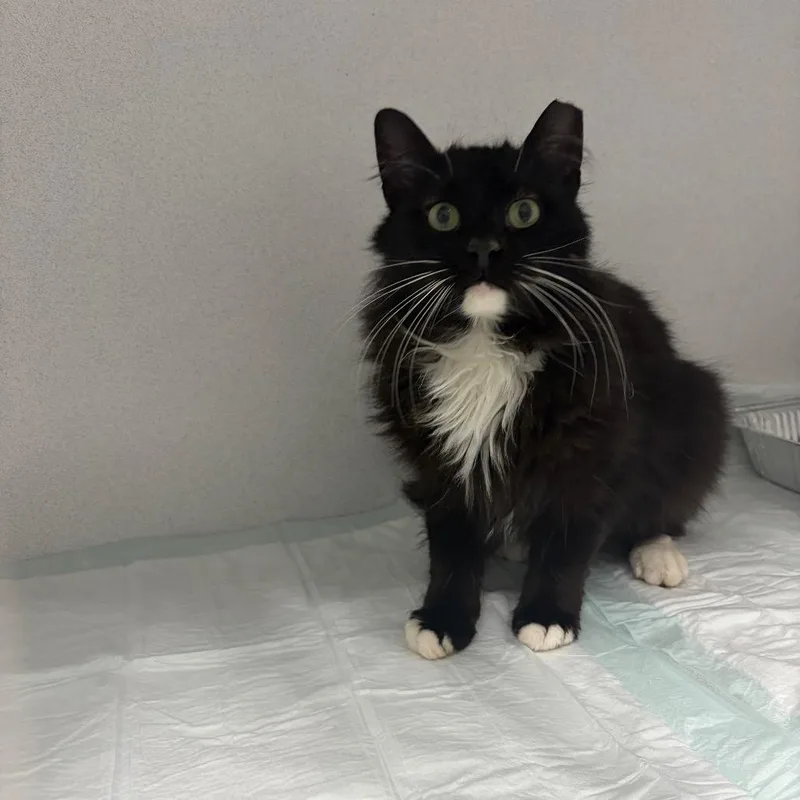 An adult small-sized male Black Domestic Medium Hair cat named Whisper Arc for adoption in Akron, NY