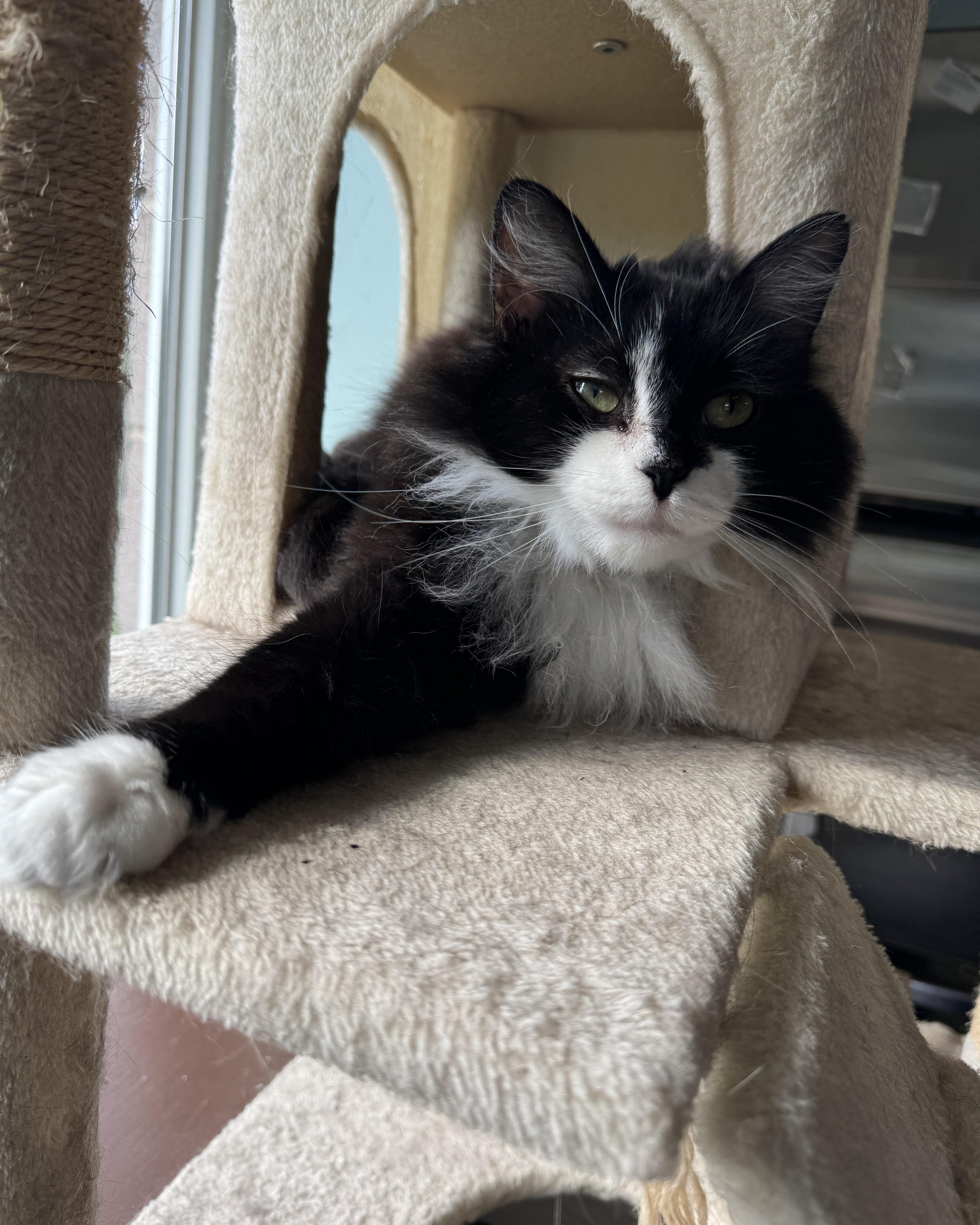 An adult medium-sized female Black & White / Tuxedo Domestic Long Hair cat named Cabbage for adoption in Seneca, PA