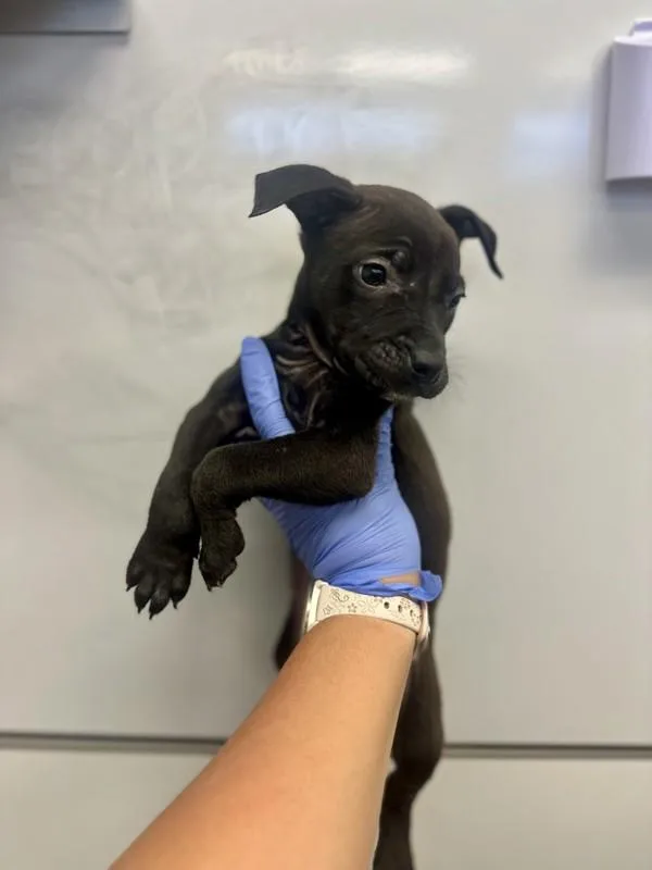 A baby medium-sized male Pit Bull Terrier dog named Alonzo for adoption in Victorville, CA