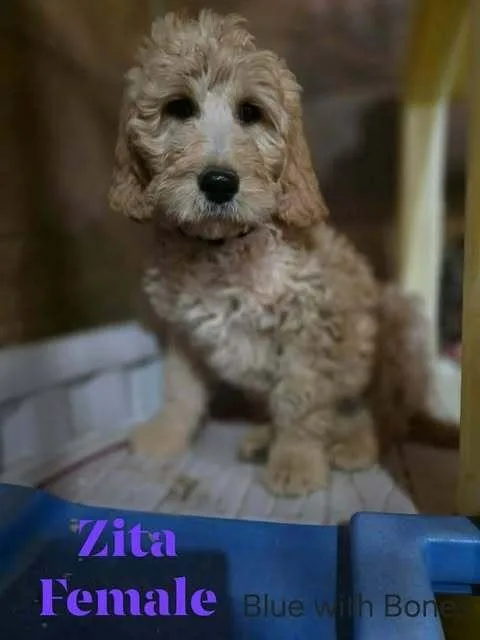Zita