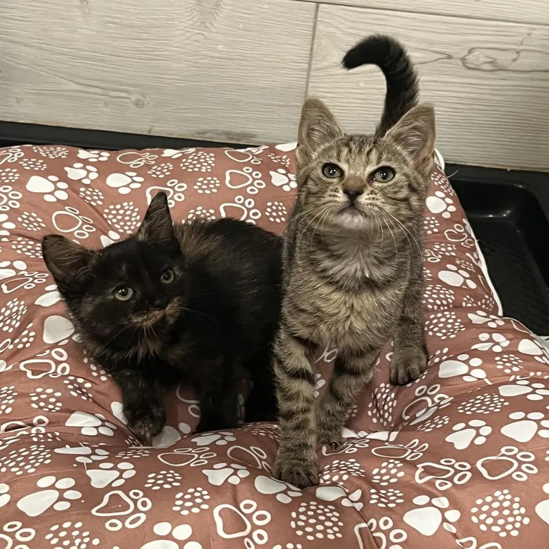 A baby small-sized female Brown / Chocolate American Shorthair cat named Aretha for adoption in Oceanside, NY