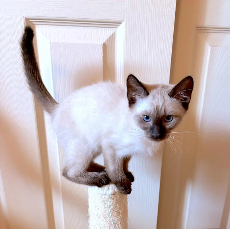 A baby medium-sized male Buff / Tan / Fawn Domestic Medium Hair cat named Bear Bonded with for adoption in Fremont, CA