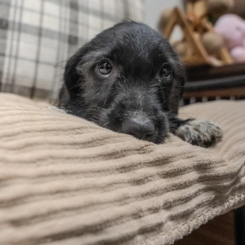 A baby small-sized female Black Dachshund dog named Celine for adoption in Pawling, NY