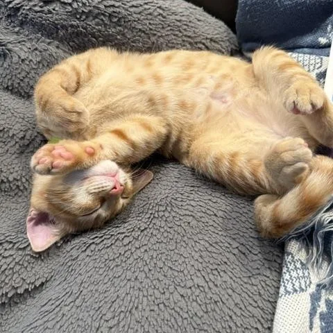 A baby medium-sized female Orange & White Tabby cat named Plaster for adoption in Denver, NC