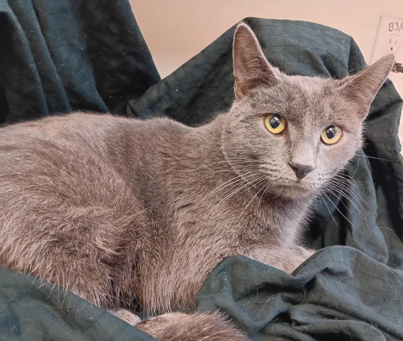 A young medium-sized male Gray / Blue / Silver Russian Blue cat named Sterling for adoption in North East, MD