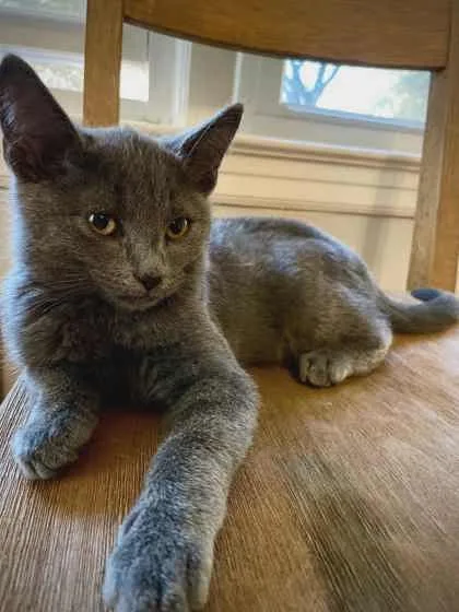 Charmander thumbnail 2