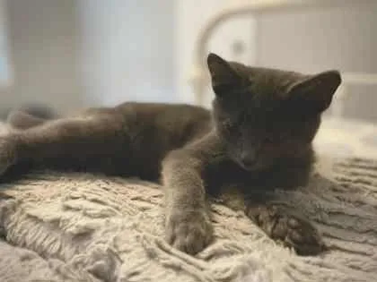 Charmander thumbnail 3