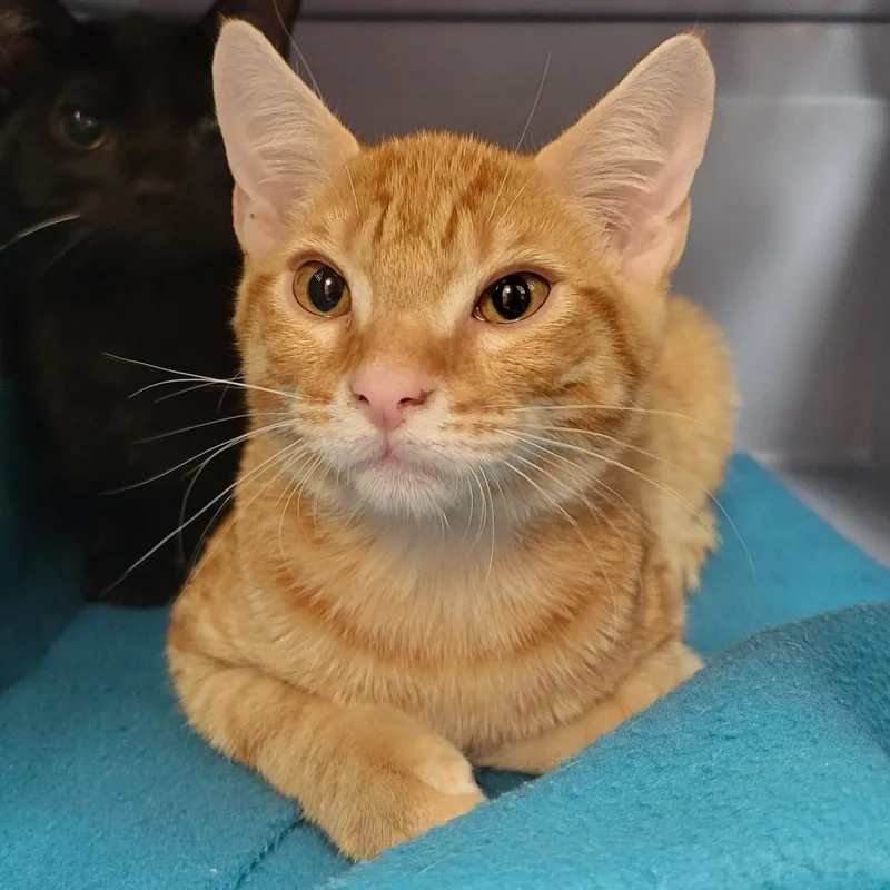 A baby small-sized male Orange / Red Domestic Short Hair cat named Lobster for adoption in Sarasota, FL