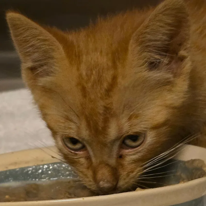 A baby small-sized male Orange / Red Domestic Short Hair cat named Simba for adoption in Council Bluffs, IA