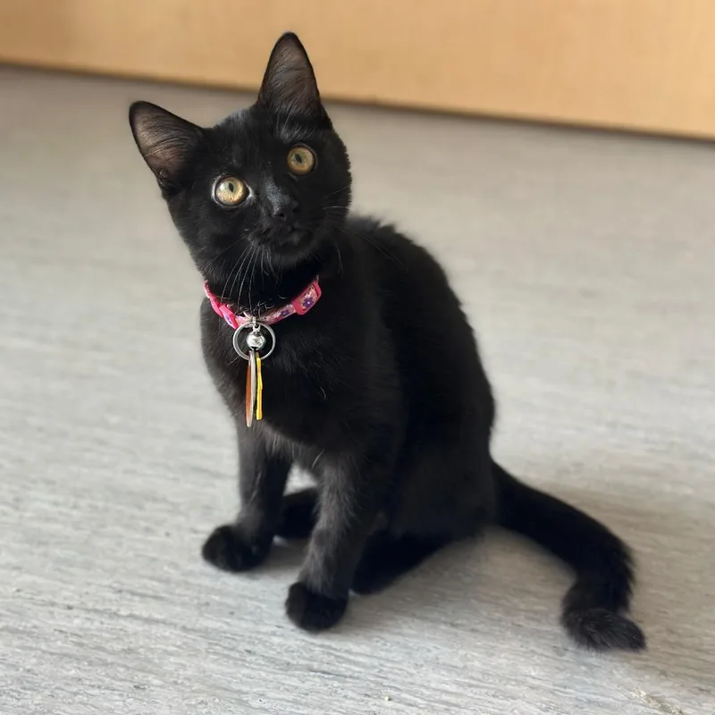 A baby small-sized female Domestic Short Hair cat named WV Chime for adoption in Port Washington, NY