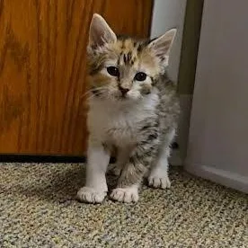 A baby medium-sized female Calico cat named Poppy for adoption in Hopkinsville, KY