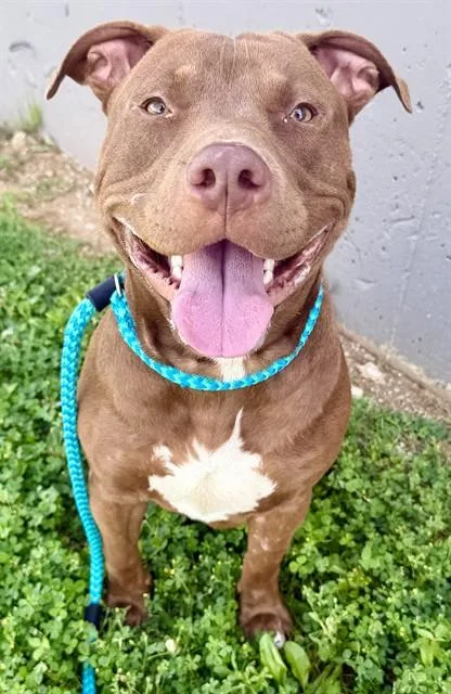 A young large-sized male Terrier dog named Moocho for adoption in Olivette, MO