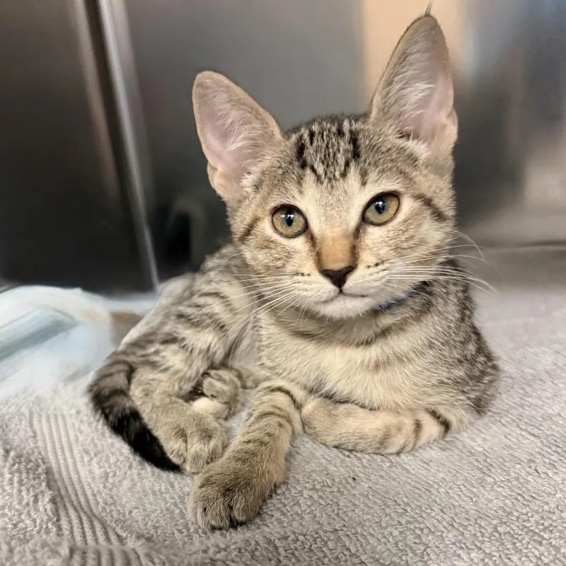 A baby small-sized female Gray / Blue / Silver Domestic Short Hair cat named Affogato for adoption in Palm Springs, CA