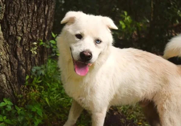 An adult medium-sized male Siberian Husky dog named Gemini for adoption in Mobile, AL