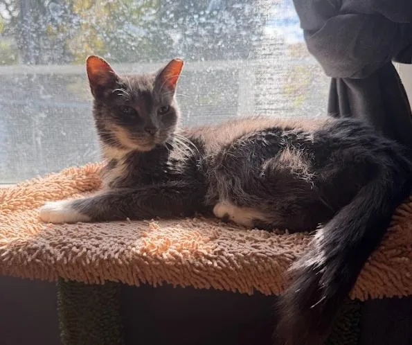 A senior medium-sized female Tabby (Gray / Blue / Silver) Tabby cat named Akiya for adoption in Indianapolis, IN