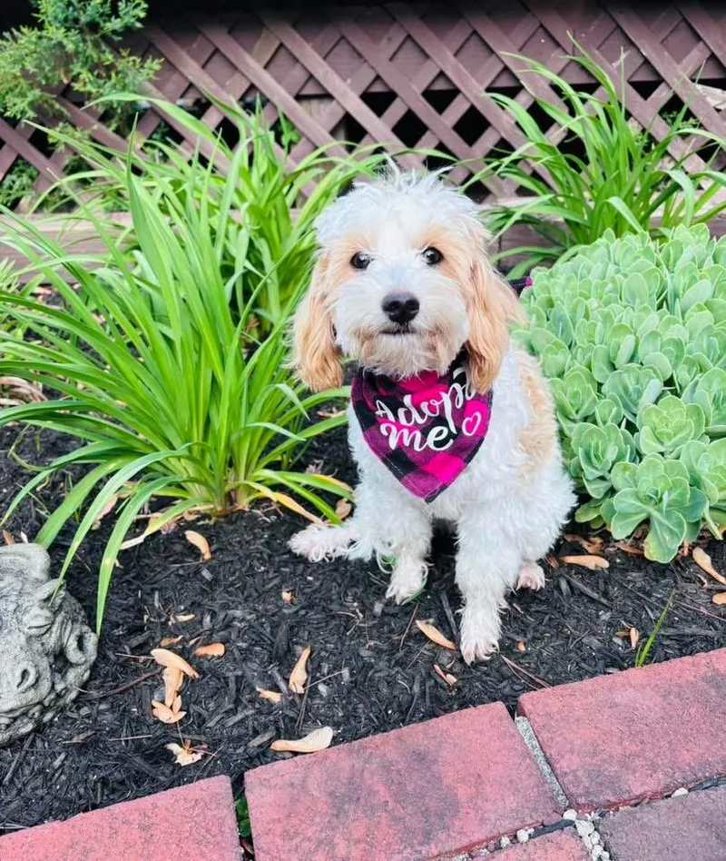 A baby small-sized male Apricot / Beige Maltipoo dog named Brody for adoption in Marlton, NJ