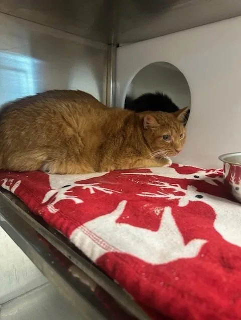 A young large-sized male Domestic Medium Hair cat named Henry for adoption in Rome, GA