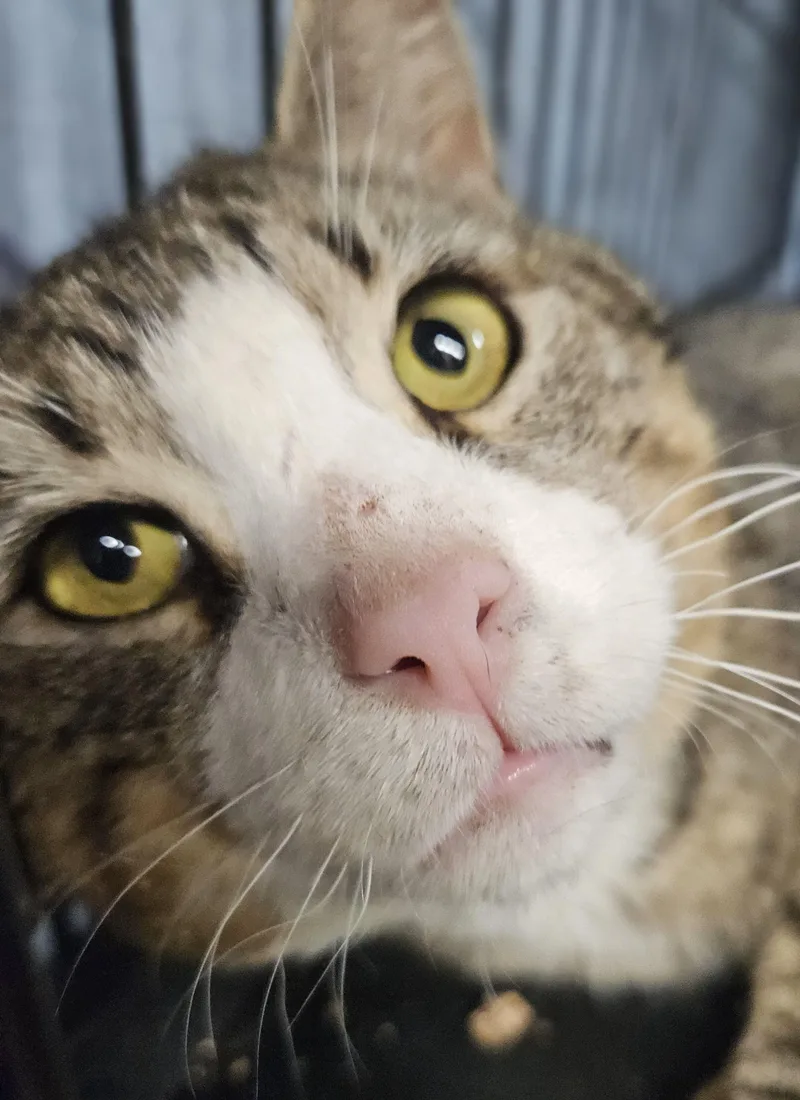 An adult large-sized male Tabby (Tiger Striped) Tabby cat named MunchkinFIV & FeLV for adoption in Berlin, CT