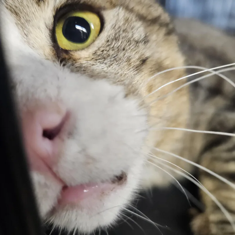 MunchkinFIV & FeLV thumbnail 2