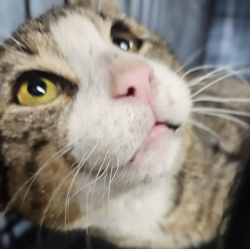 MunchkinFIV & FeLV thumbnail 3