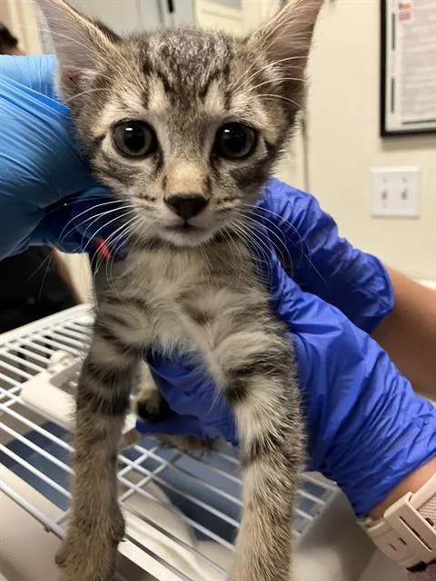 A baby small-sized male Domestic Short Hair cat named Chase for adoption in Long Beach, CA