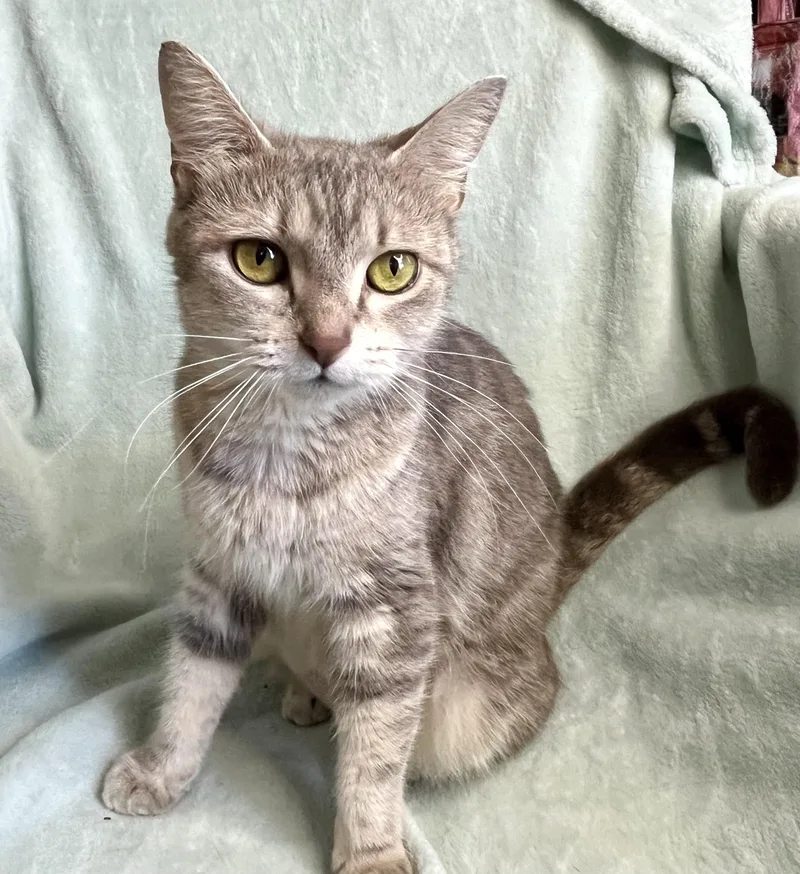 A young medium-sized female Tabby (Gray / Blue / Silver) Domestic Short Hair cat named Breeze for adoption in Rocky Hill, CT