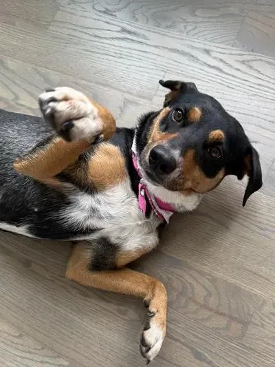 A young medium-sized female Australian Kelpie dog named Daisy for adoption in Oswego, IL