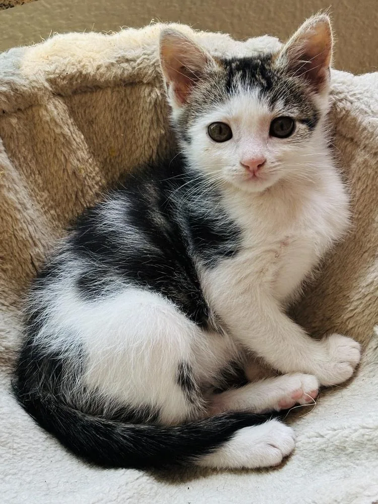 A baby small-sized female Tabby cat named Shirley Temple for adoption in Pinole, CA