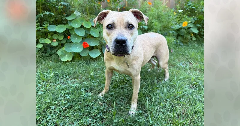 An adult medium-sized female Mixed Breed dog named Stormy for adoption in Weaverville, NC