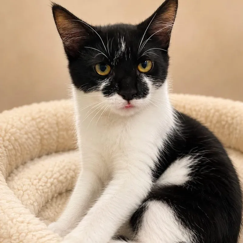 A baby medium-sized female Black & White / Tuxedo Domestic Short Hair cat named Molly Shannon for adoption in Cranston, RI