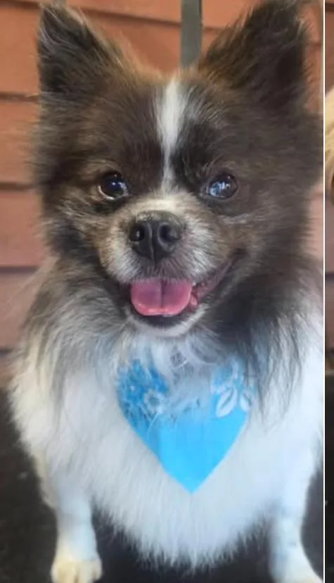 An adult small-sized male Bicolor Pomeranian dog named Ted for adoption in Greenville, SC