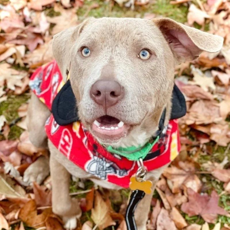 An adult large-sized male Brindle Weimaraner dog named Topaz for adoption in Springfield, MO