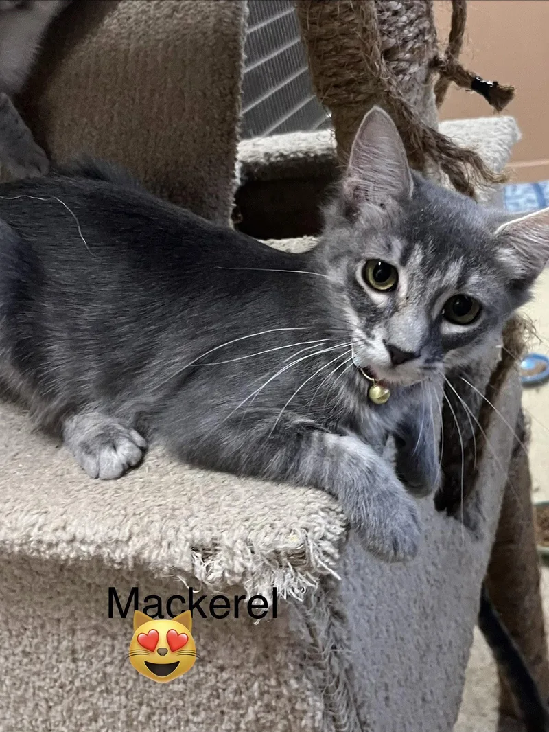 A young medium-sized female Domestic Short Hair cat named Mackerel for adoption in Phoenix, AZ