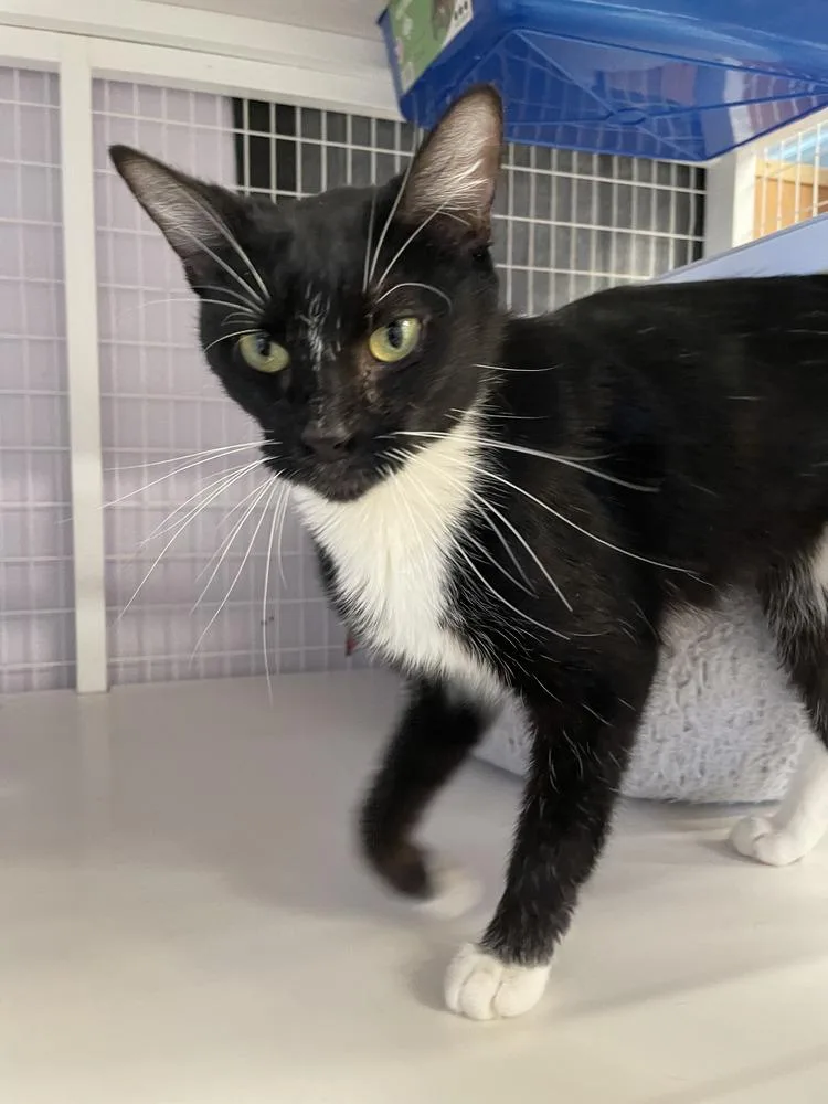 An adult medium-sized female Black & White / Tuxedo Domestic Short Hair cat named Carly for adoption in Vancouver, WA