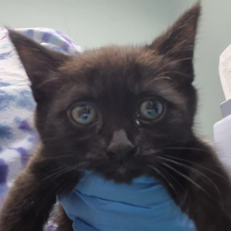 A baby small-sized female Black Domestic Short Hair cat named Uvas for adoption in Tacoma, WA