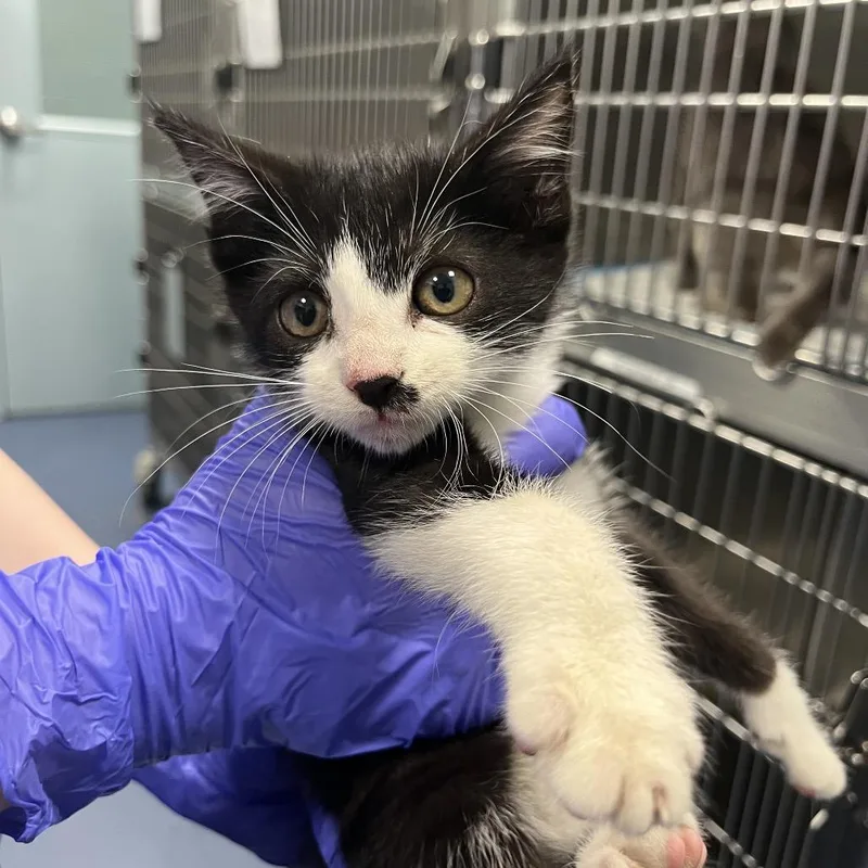 A baby small-sized male Black Domestic Short Hair cat named Baby Panda for adoption in Greensboro, NC