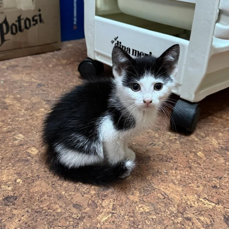A baby small-sized female Black Domestic Short Hair cat named Teetertotter for adoption in Madison, WI