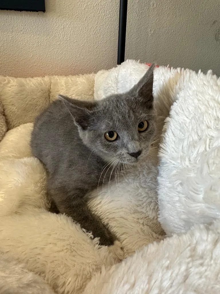 A baby small-sized female Domestic Short Hair cat named Spring for adoption in Newberg, OR